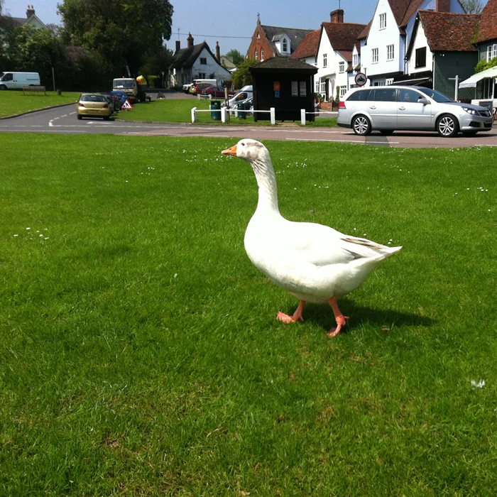 goose.jpg
