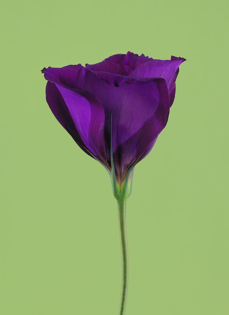 purple flower clean.jpg