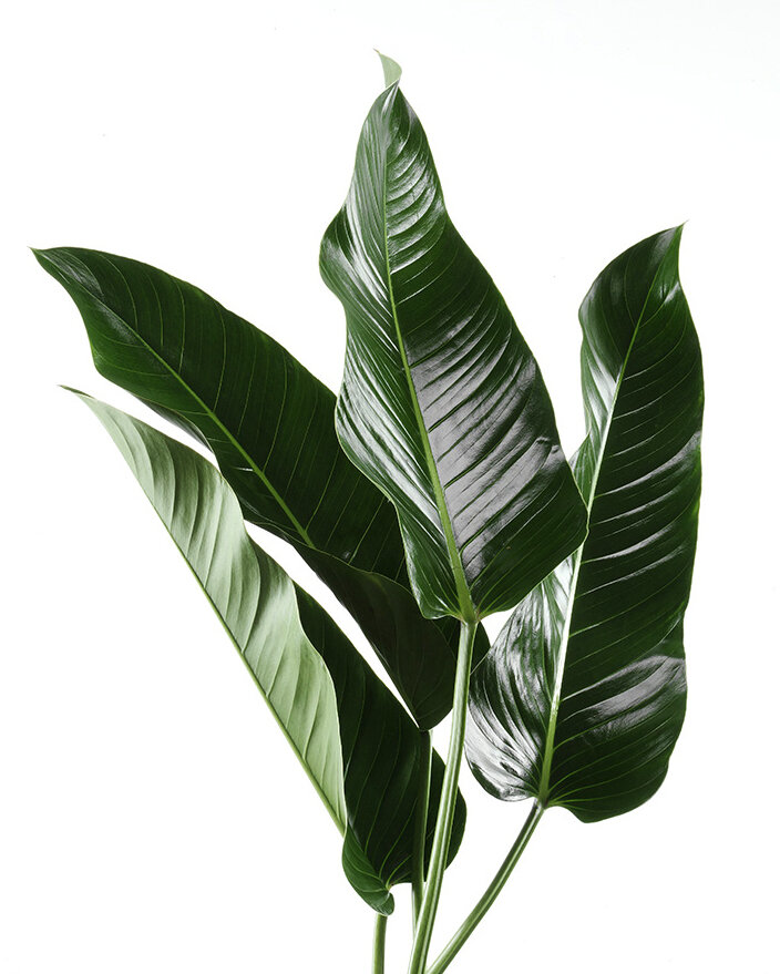 Leaf 1.jpg