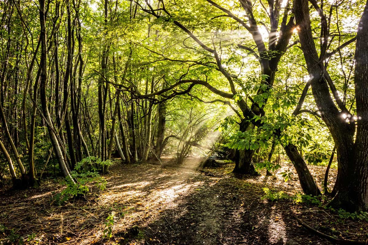 woodland.jpg