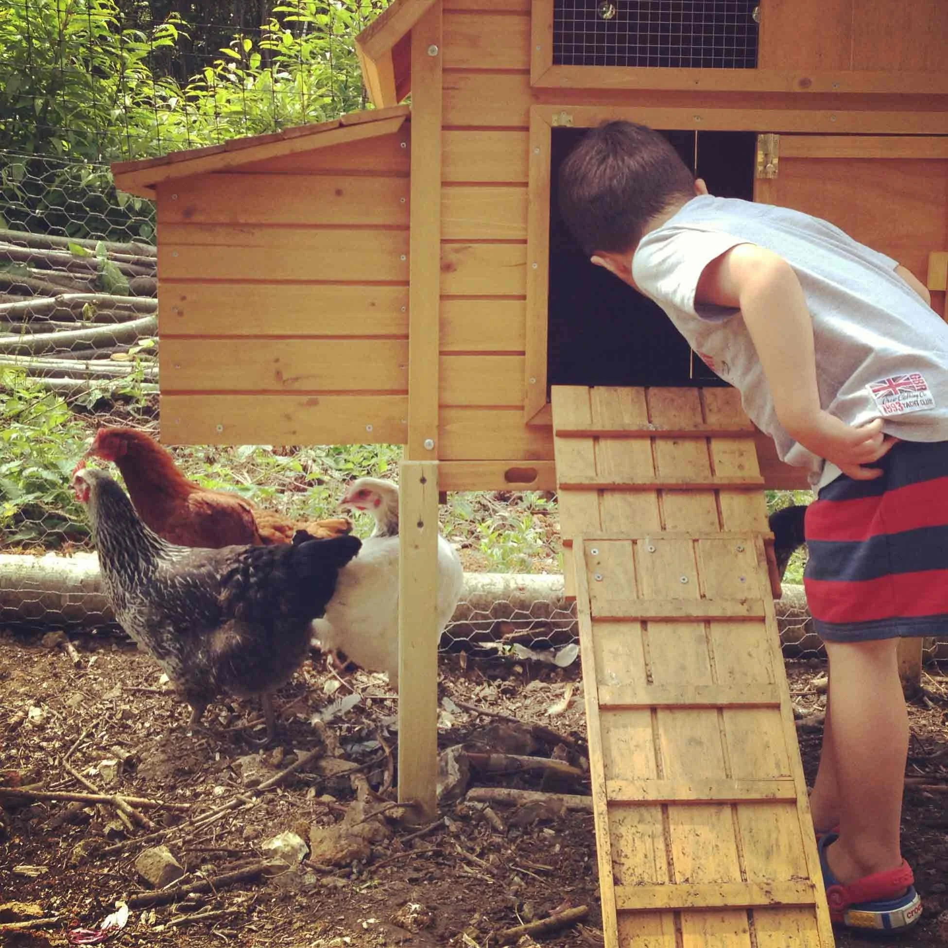 chickens.jpg