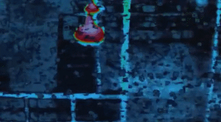 ShadyZealousBarnowl-size_restricted.gif