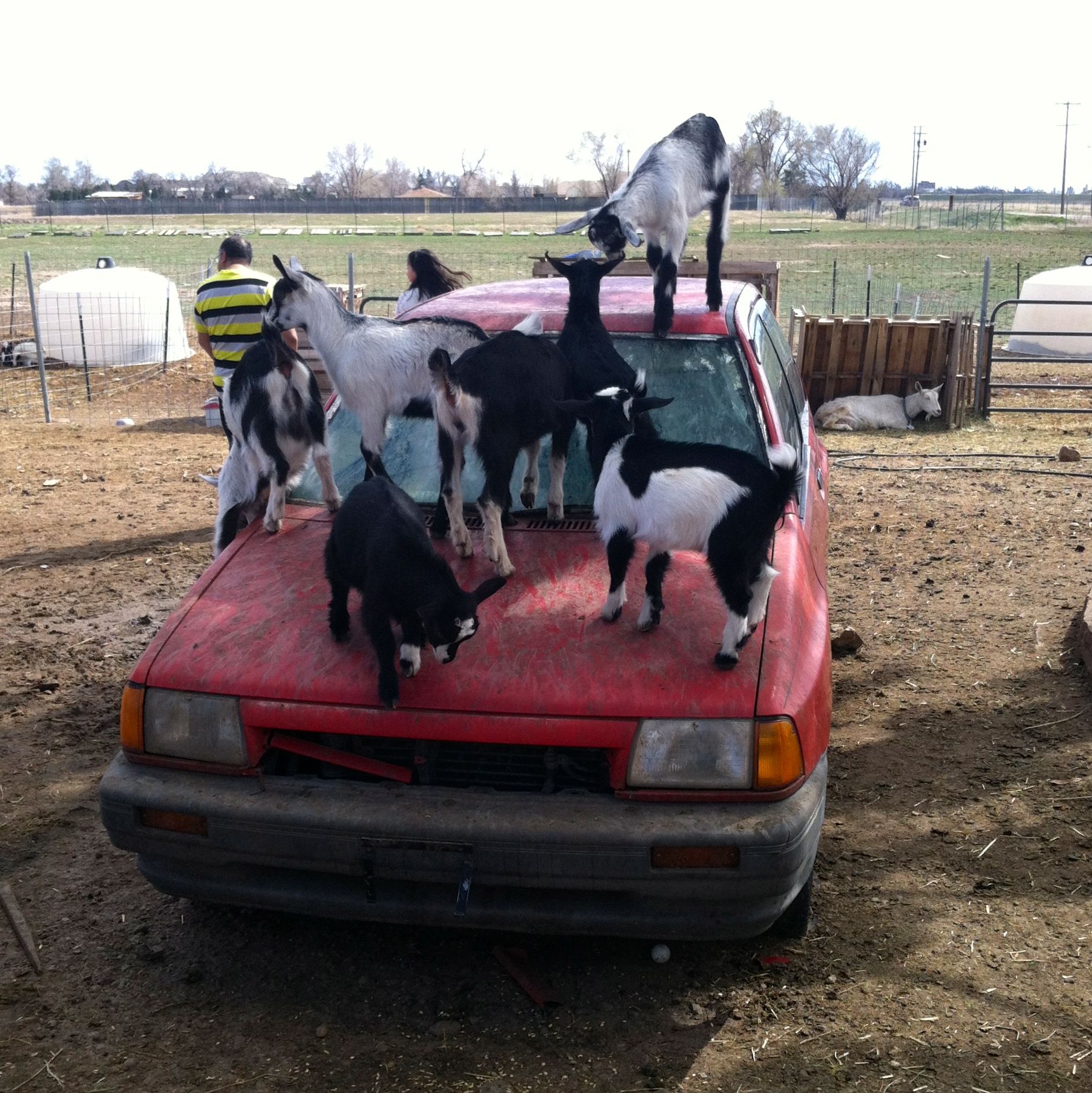 they even get to use this old car as their own personal jungle gym.