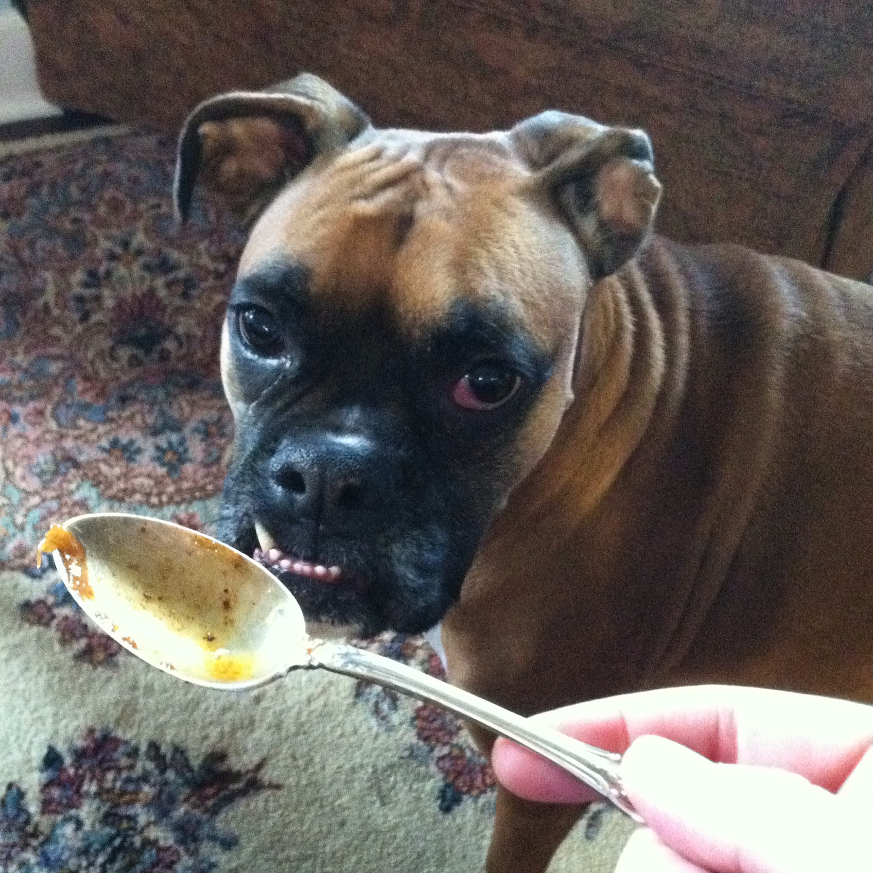 Annie, waiting for me to be done with my photo shoot so she can lick the spoon.