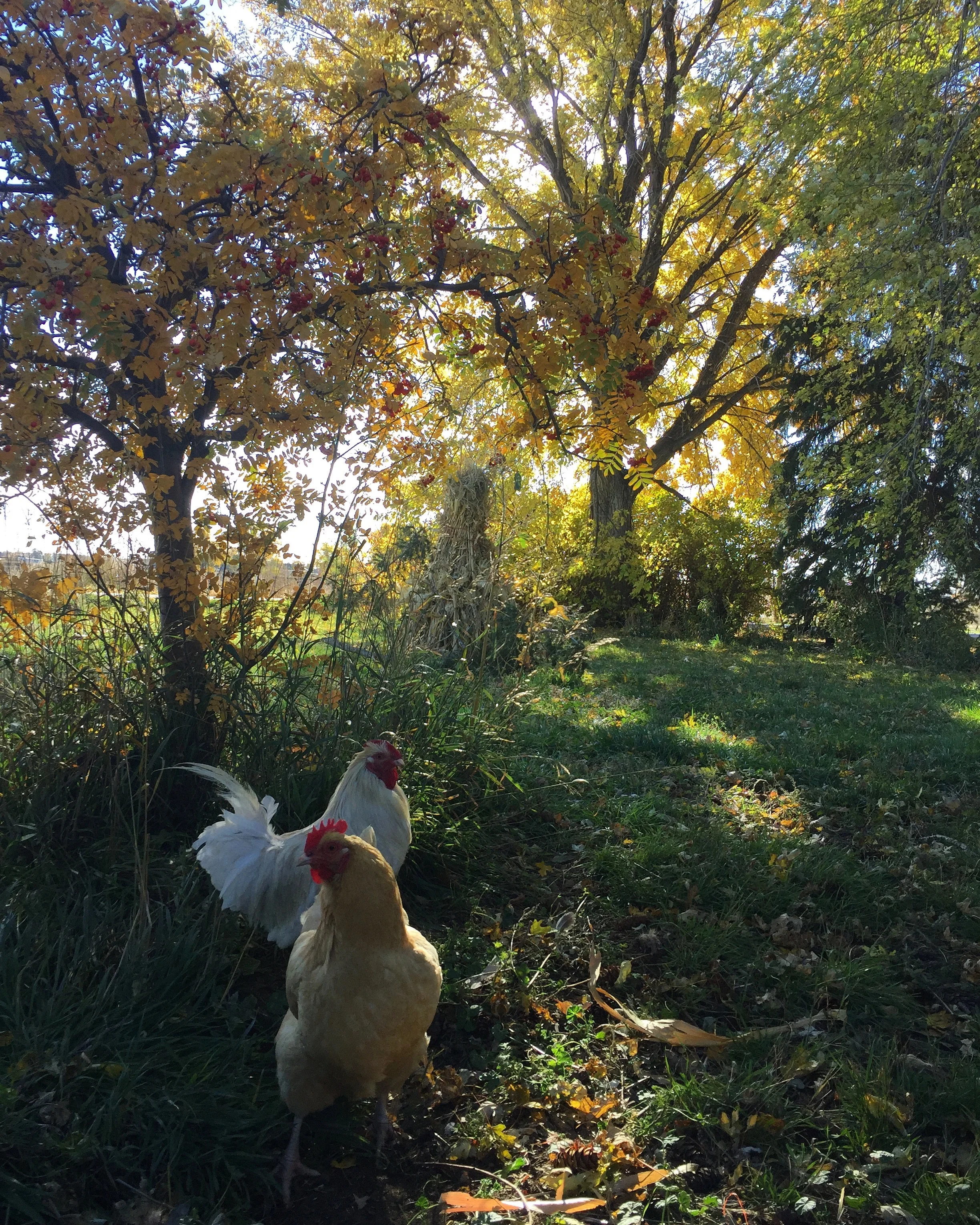 A Taste of Pumpkin at Berry Patch Farms