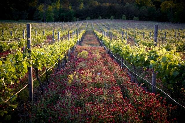 Enoch's Stomp Vineyard