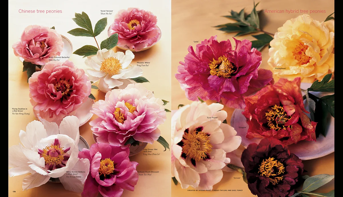 Peonies