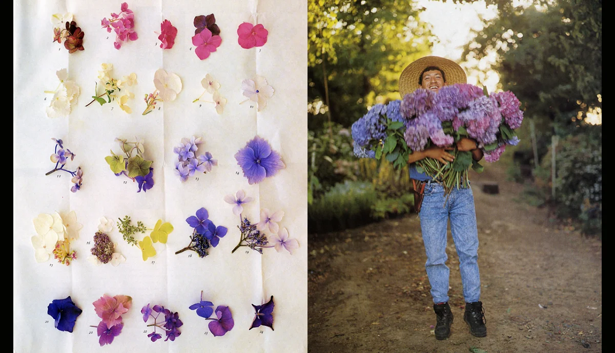 Hydrangeas