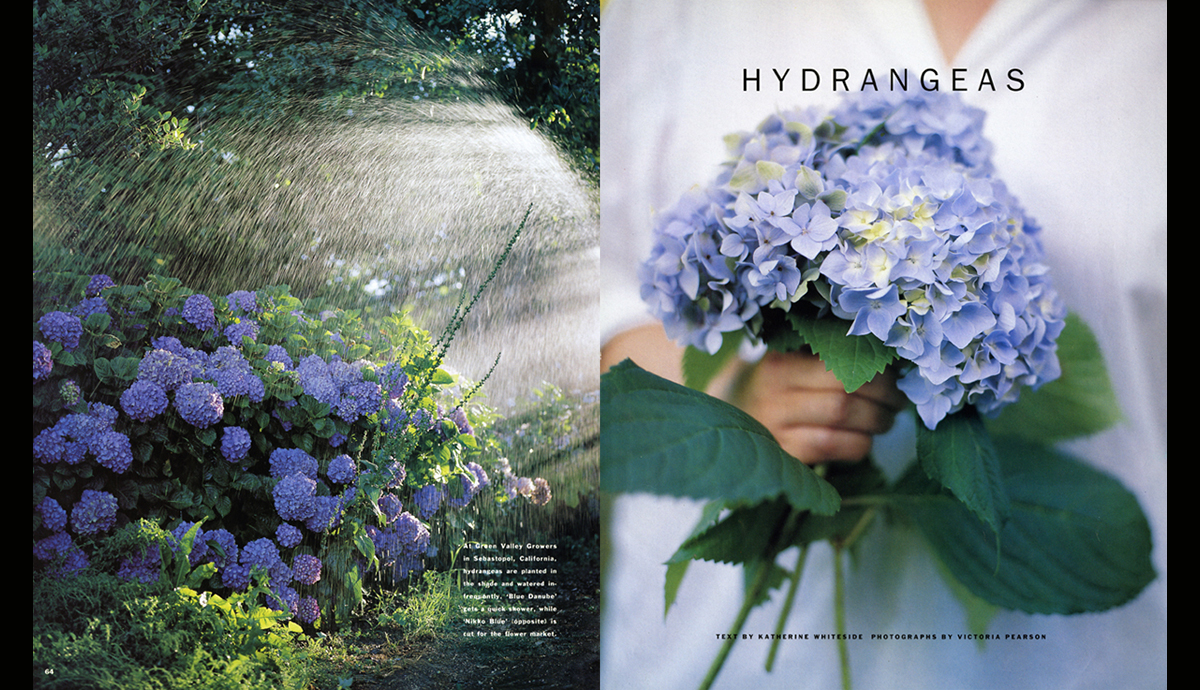 Hydrangeas