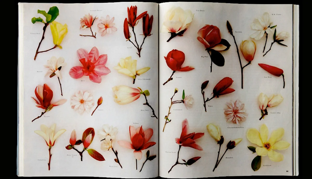 Magnolia’s