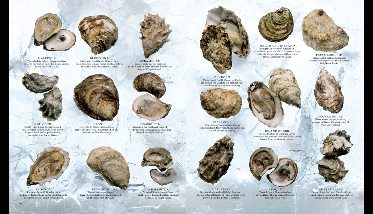 Oysters