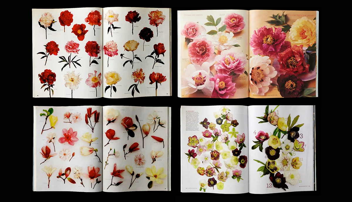 Peonies