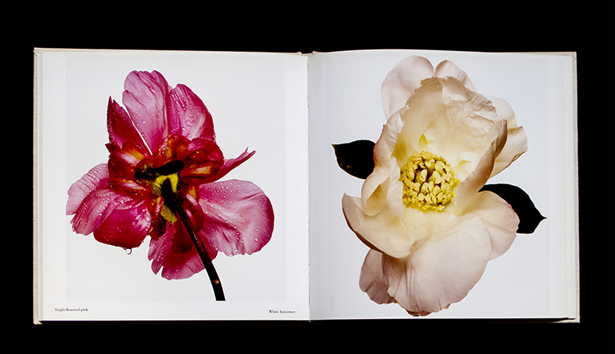 Flowers by Irving Penn