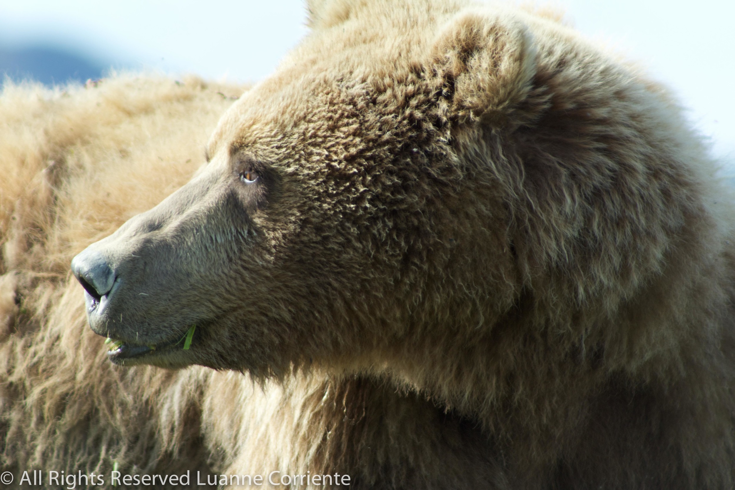Grizzly
