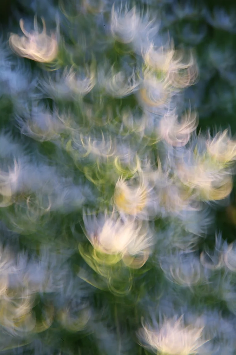 DANSE DES FLEURS