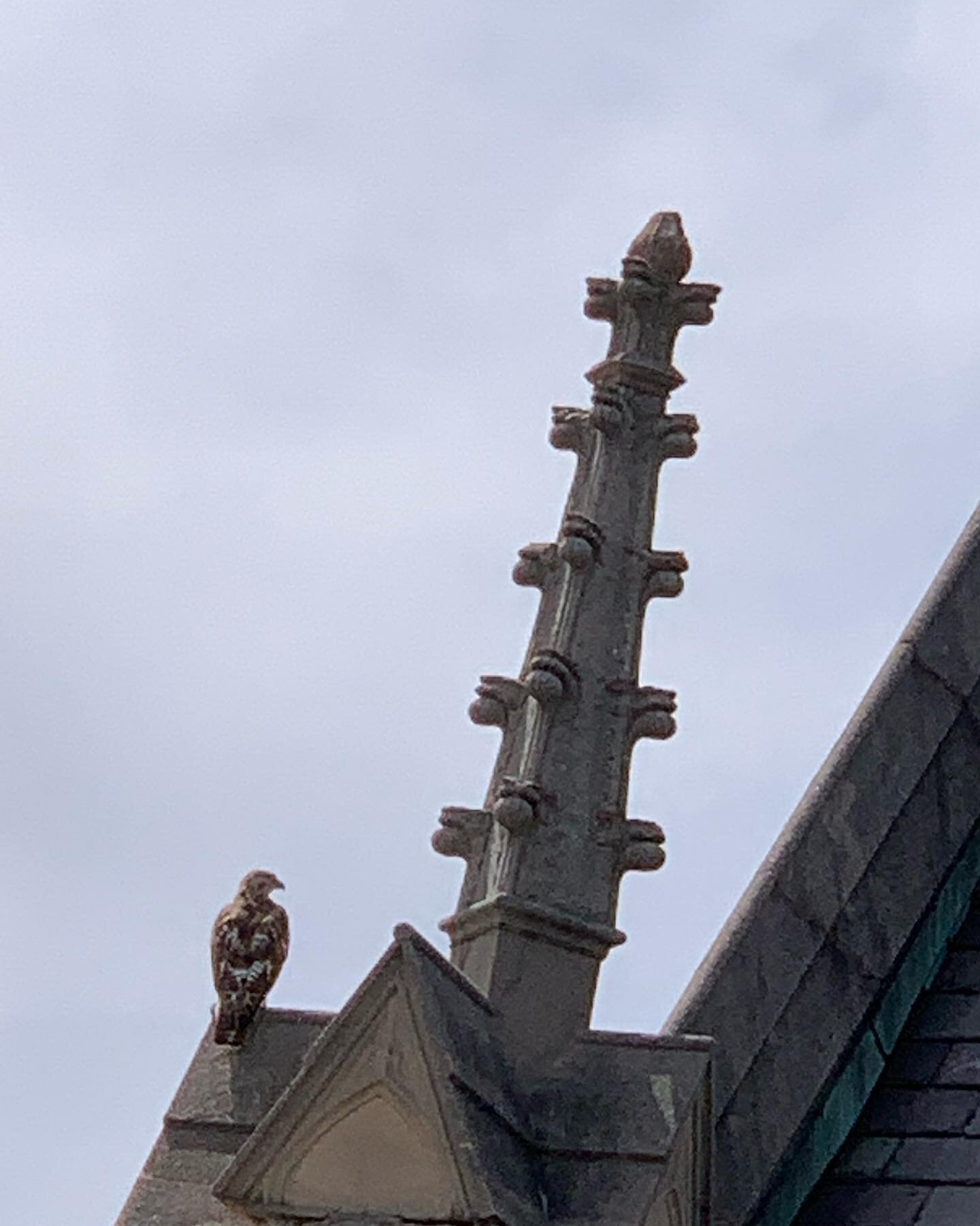 Wow! Look who came to visit! 
.
.
#birdofprey #smokeymcGeewasscared #springtime #northadams