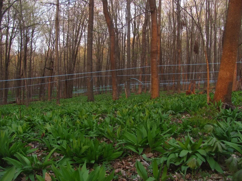 Ramps!.JPG