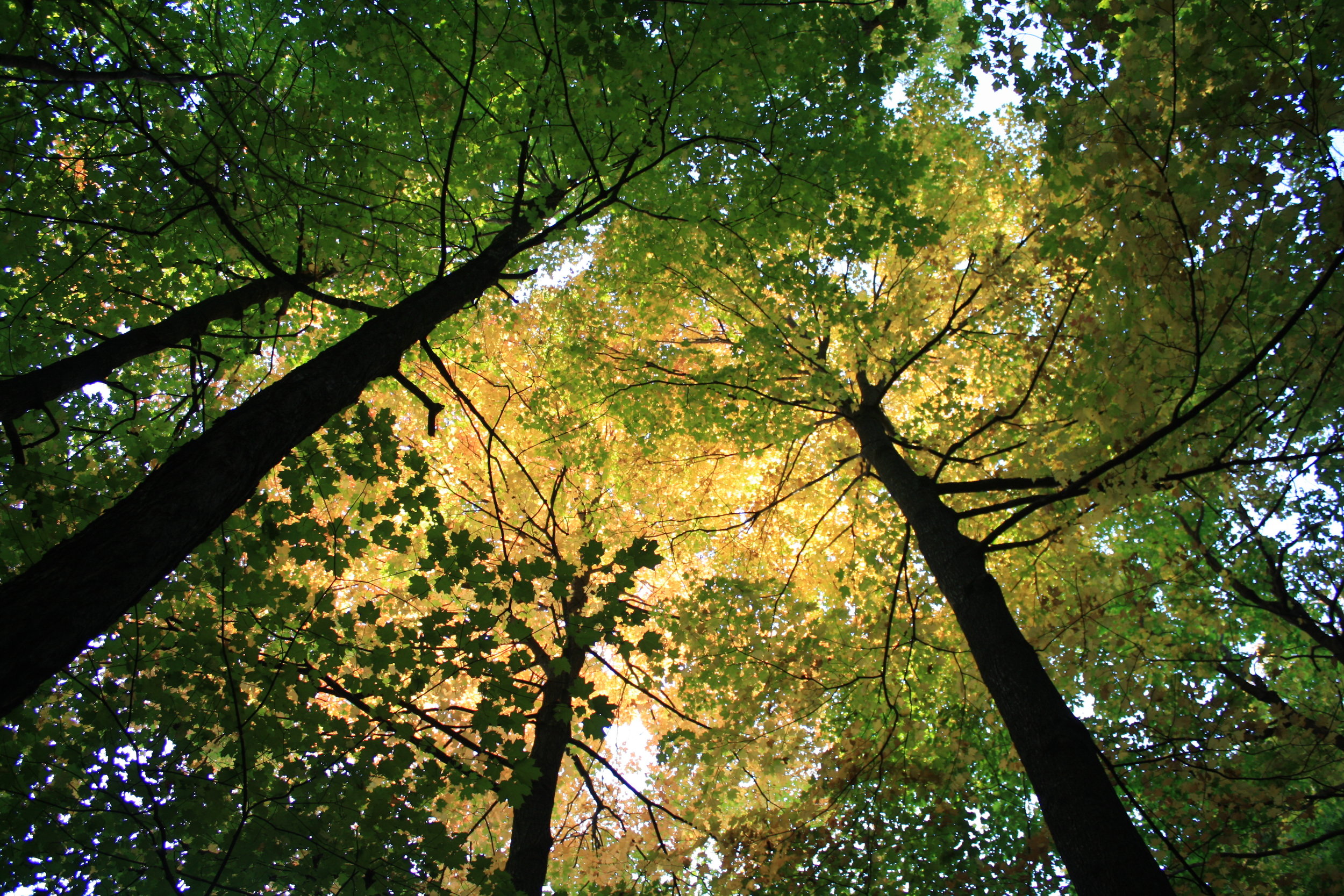 The colors of the canopy
