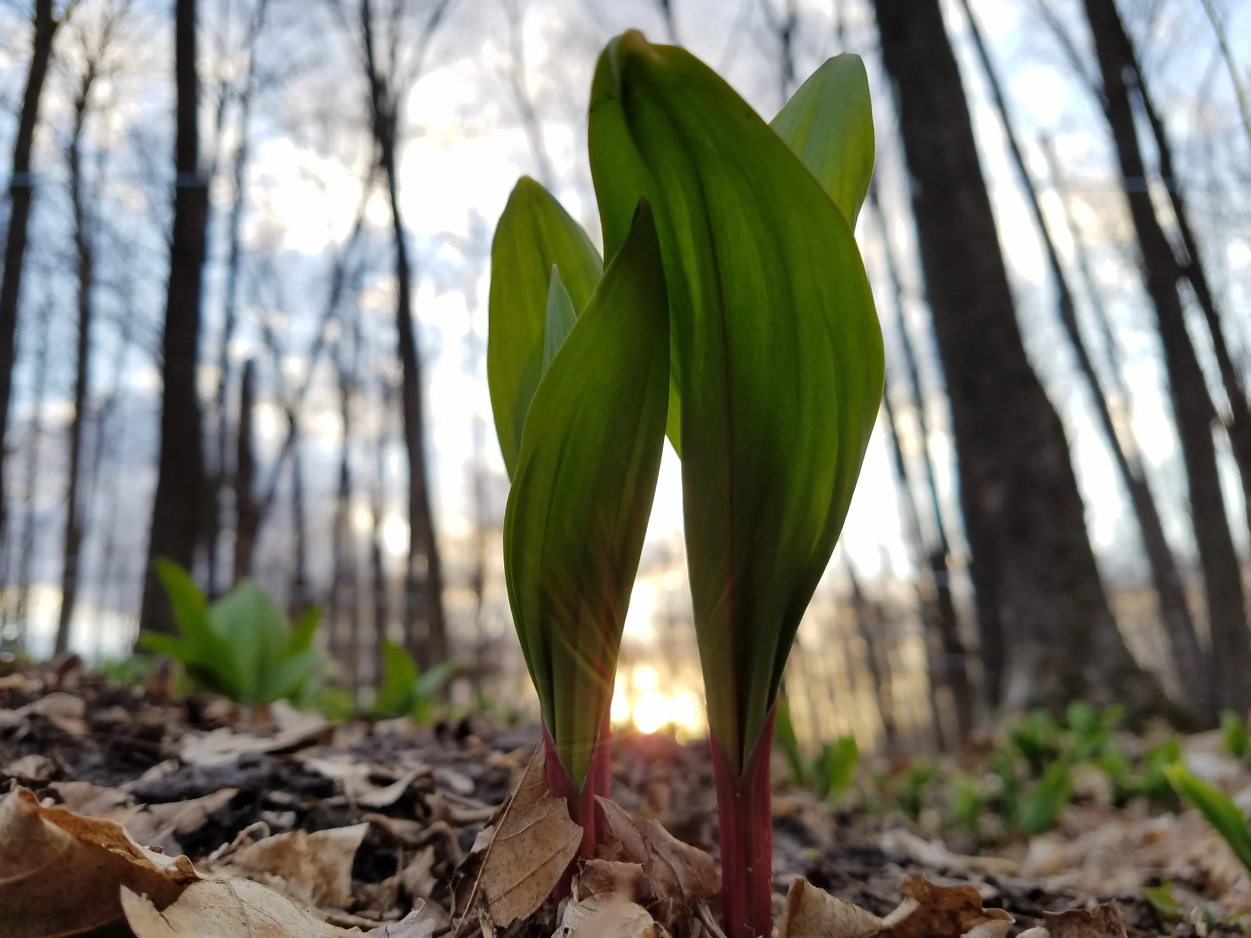 20180426_192345.jpg
