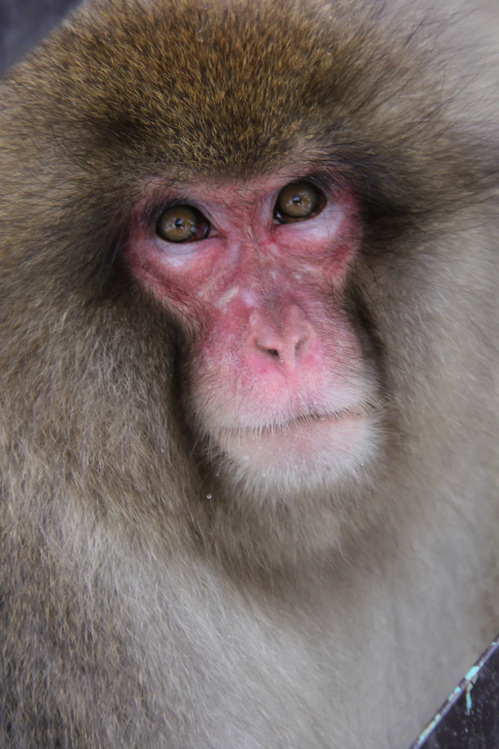 monkey.jpg
