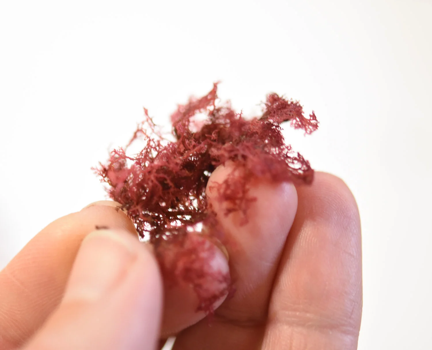 Plocamium pacificum
