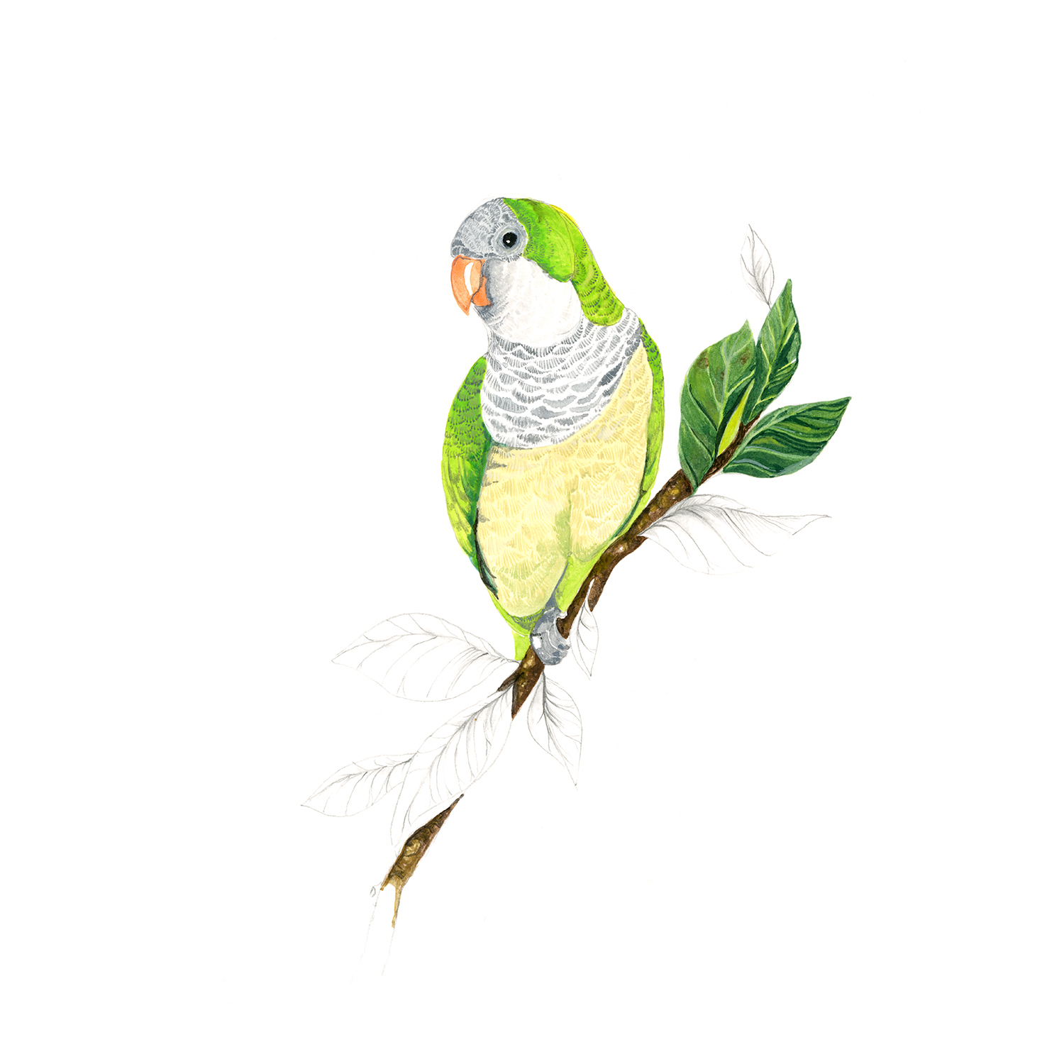 monk-parakeet-etsy.jpg