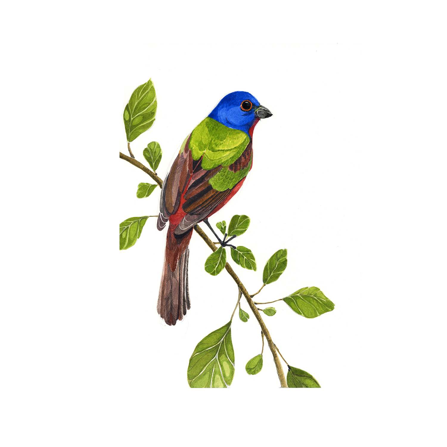 painted-bunting-etsy.jpg