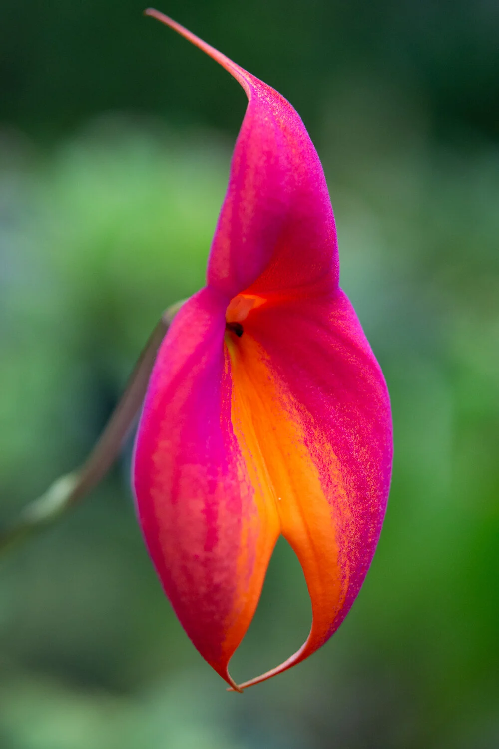 Skipping Lilies Jewelry