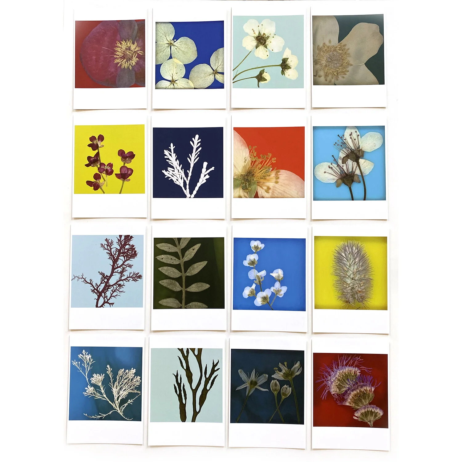 Skipping Lilies jewelry