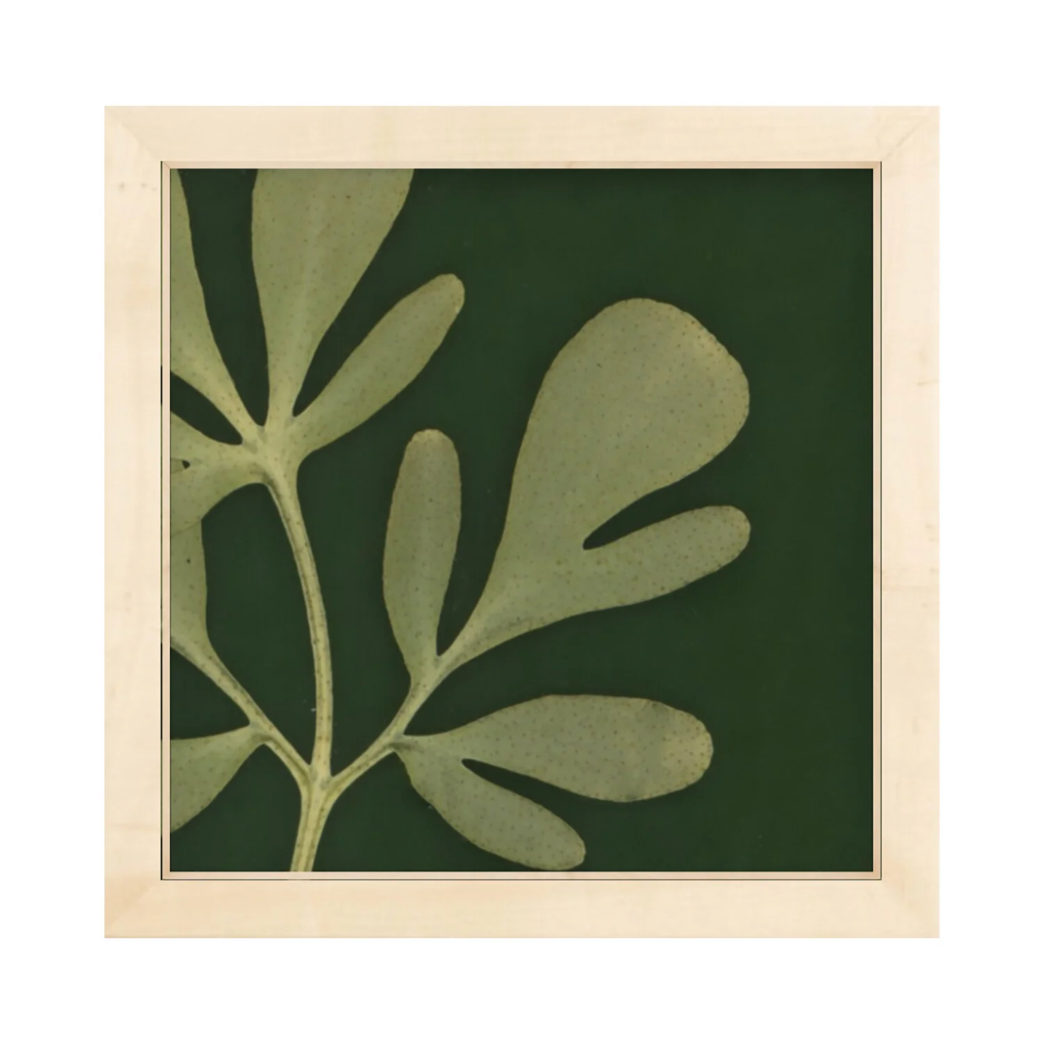 Modern botanical wall art pressed flower wall art