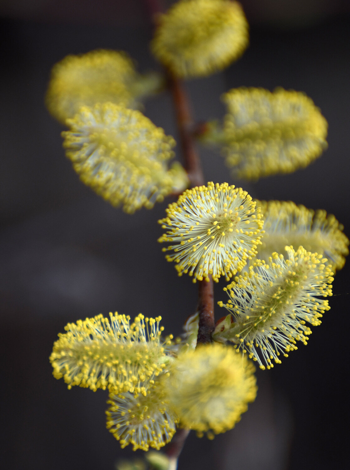 DSC_1703 copy.jpg