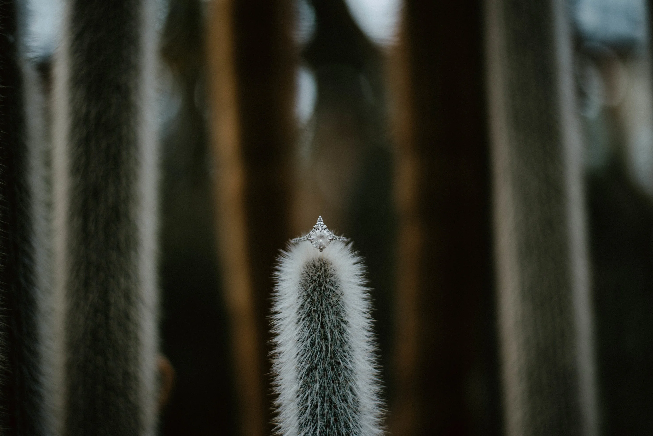 DSC_3577.jpg