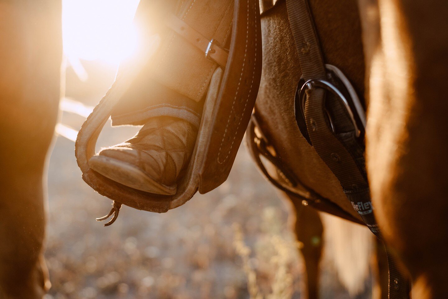 Equine sessions and sunshine and detail shots and I'm in heaven.