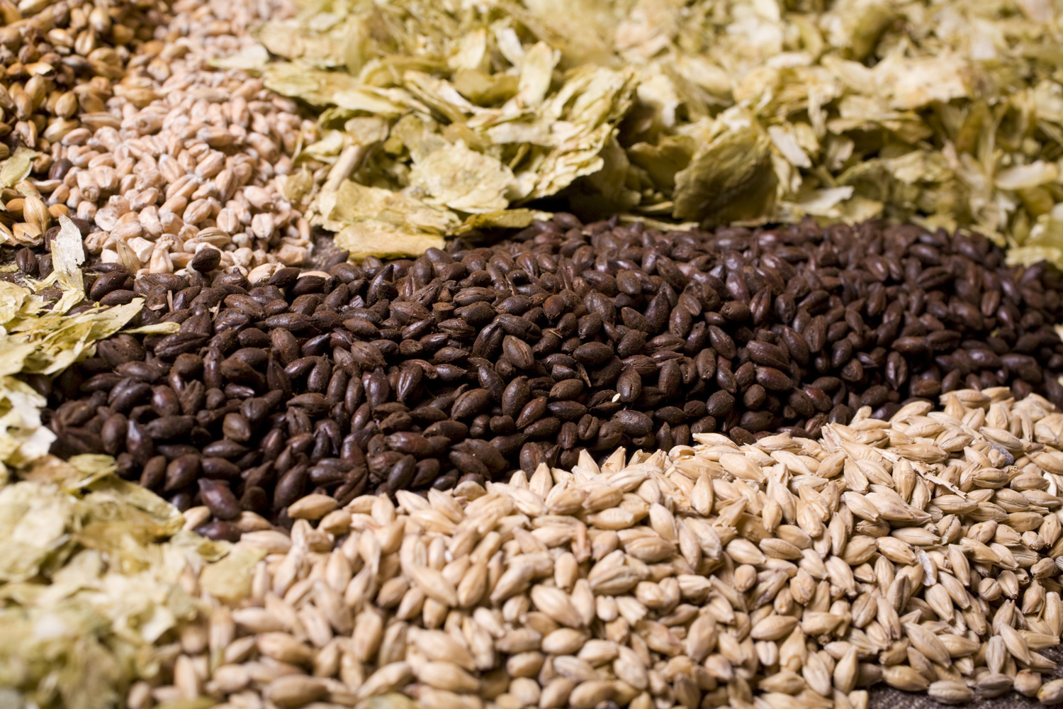 Beer-Grains.jpg