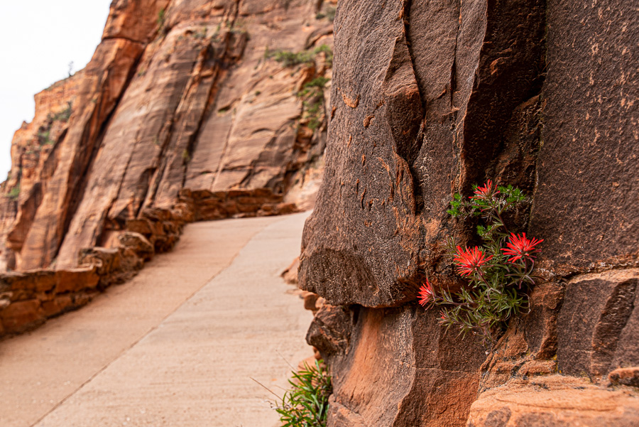  From Zion National Park, taken with Tamron; the image was taken from a little less than a foot away which was as close as I could get. You can actually see that the flower isn’t the focus point but the rock directly behind it. The photo would have c