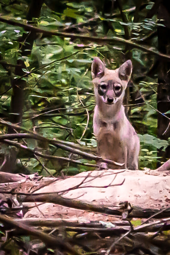 Conservation Coordinator - coyote pup - Kathy Sferra.jpg