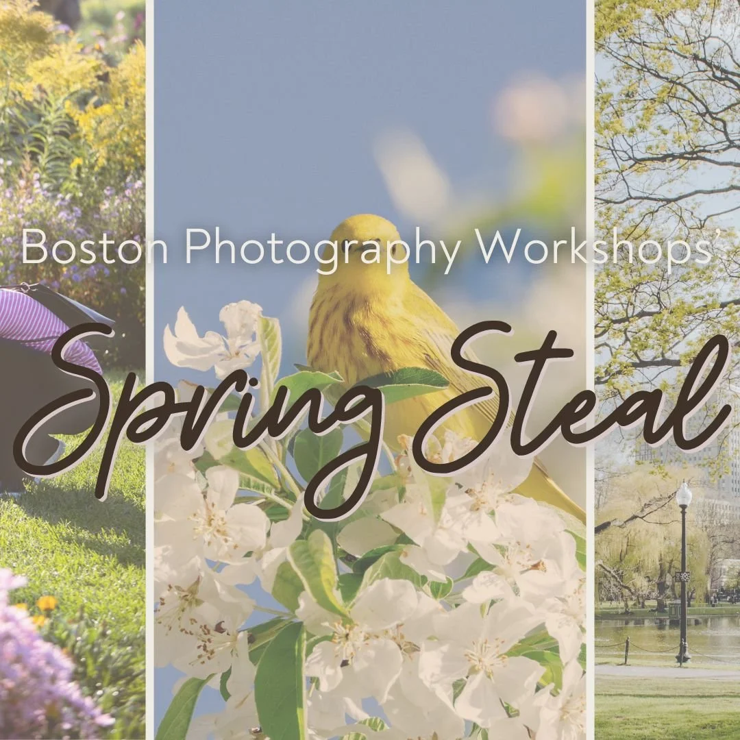 Spring Steal (Instagram Post).jpg