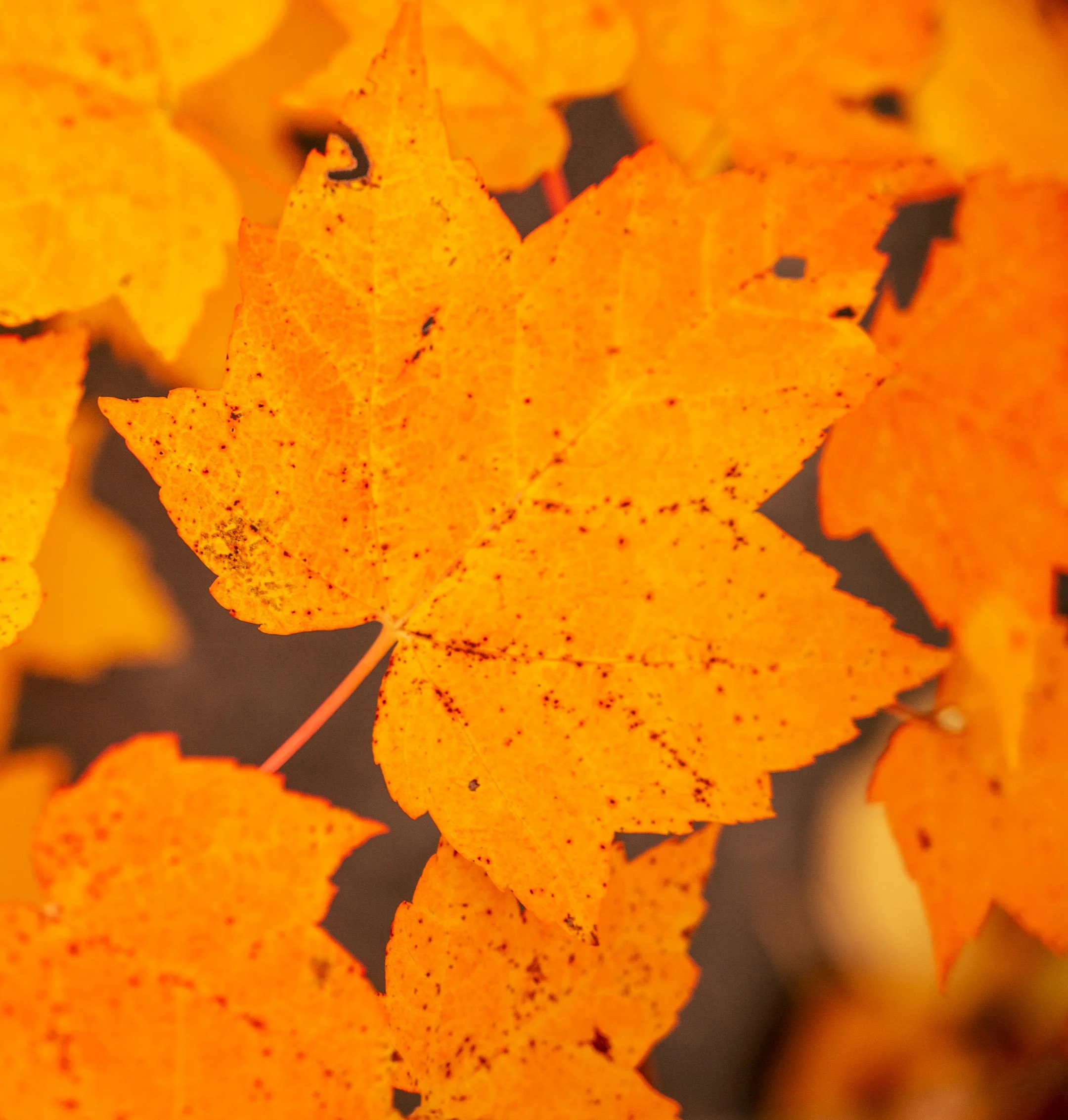 DSC_0960-2.jpg