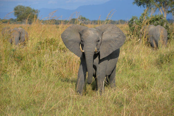 Wildlife, Intelligence and Human Rights