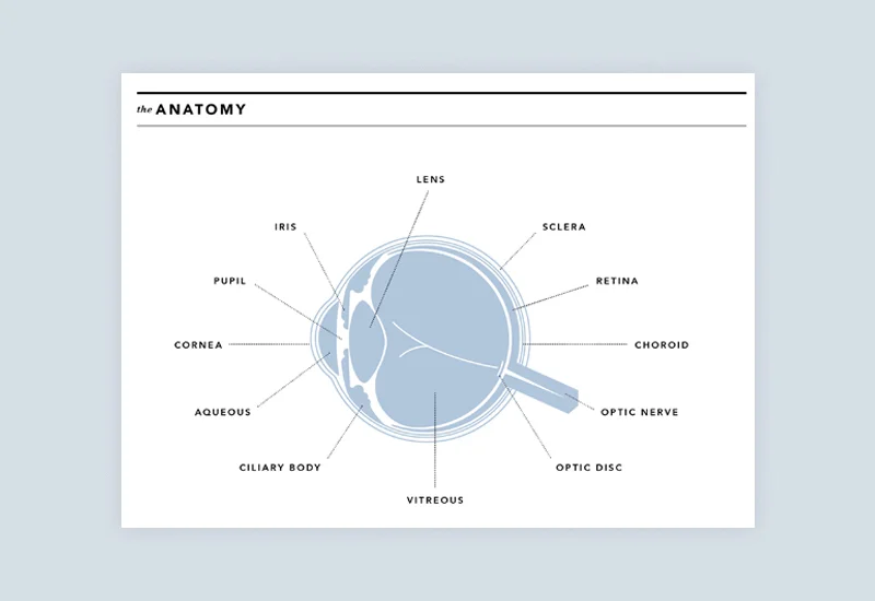VisionProcessPoster_TheAnatomy_BG.jpg