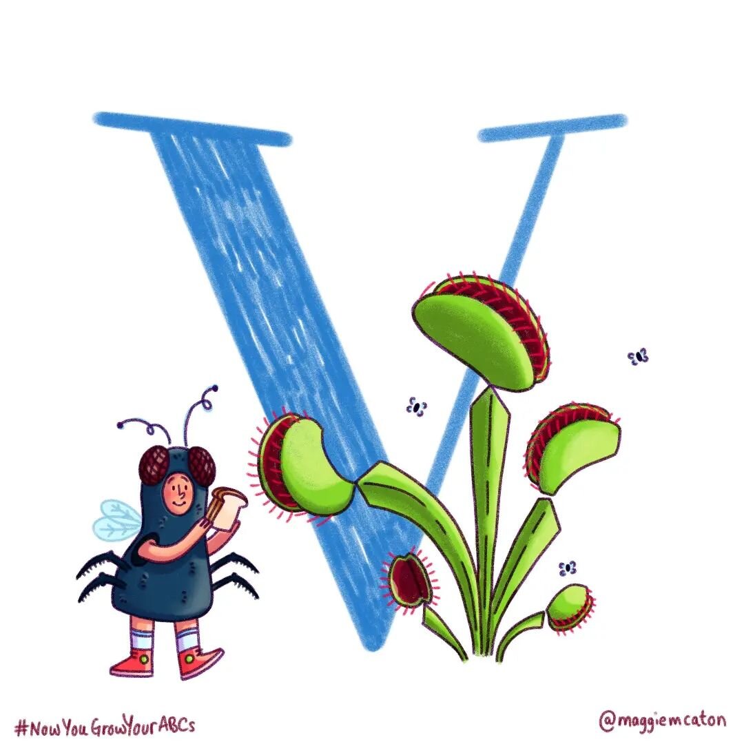 V is for Venus Flytrap 🪰🌱 #NowYouGrowYourABCs

#36days #36days_c #36daysoftype_v #36daysoftype #36days_adobe #36daysoftype09 #alphabet #illo #kitlitart #scbwiillustrators #womenwhodraw #illustration #illustratorsoninstagram #madeinbrooklyn #picture
