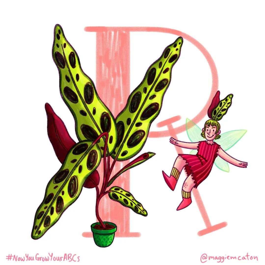 R is for Rattlesnake Plant 🐍 #NowYouGrowYourABCs

#36days #36days_r #36daysoftype_r #36daysoftype #36days_adobe #36daysoftype09 #alphabet #illo #kitlitart #scbwiillustrators #womenwhodraw #illustration #illustratorsoninstagram #madeinnewyork #pictur