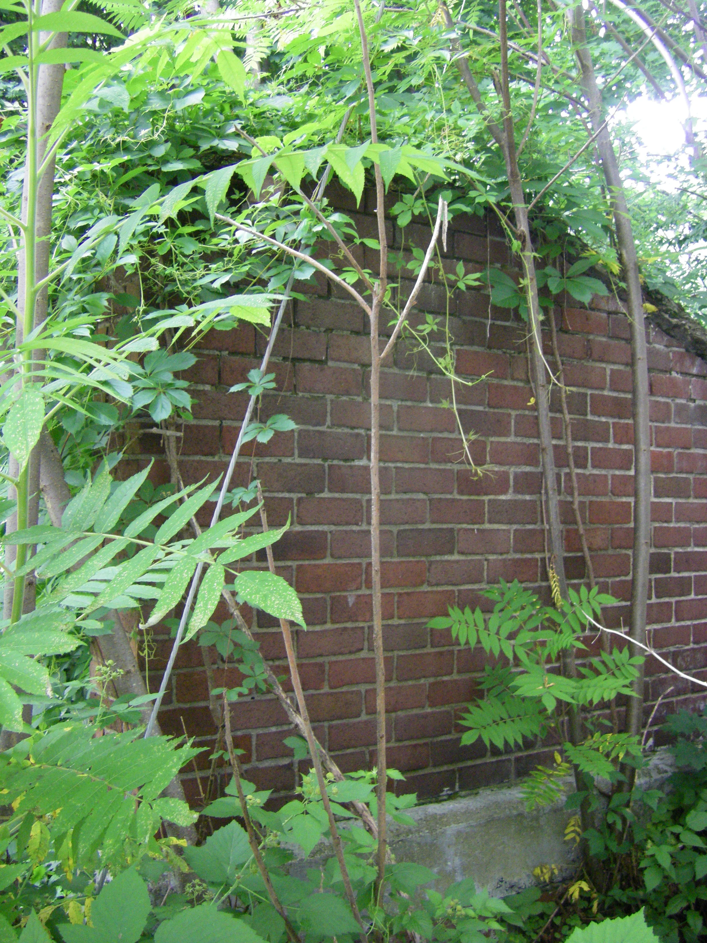 Institute Street Pedestrian Subway (north portal)