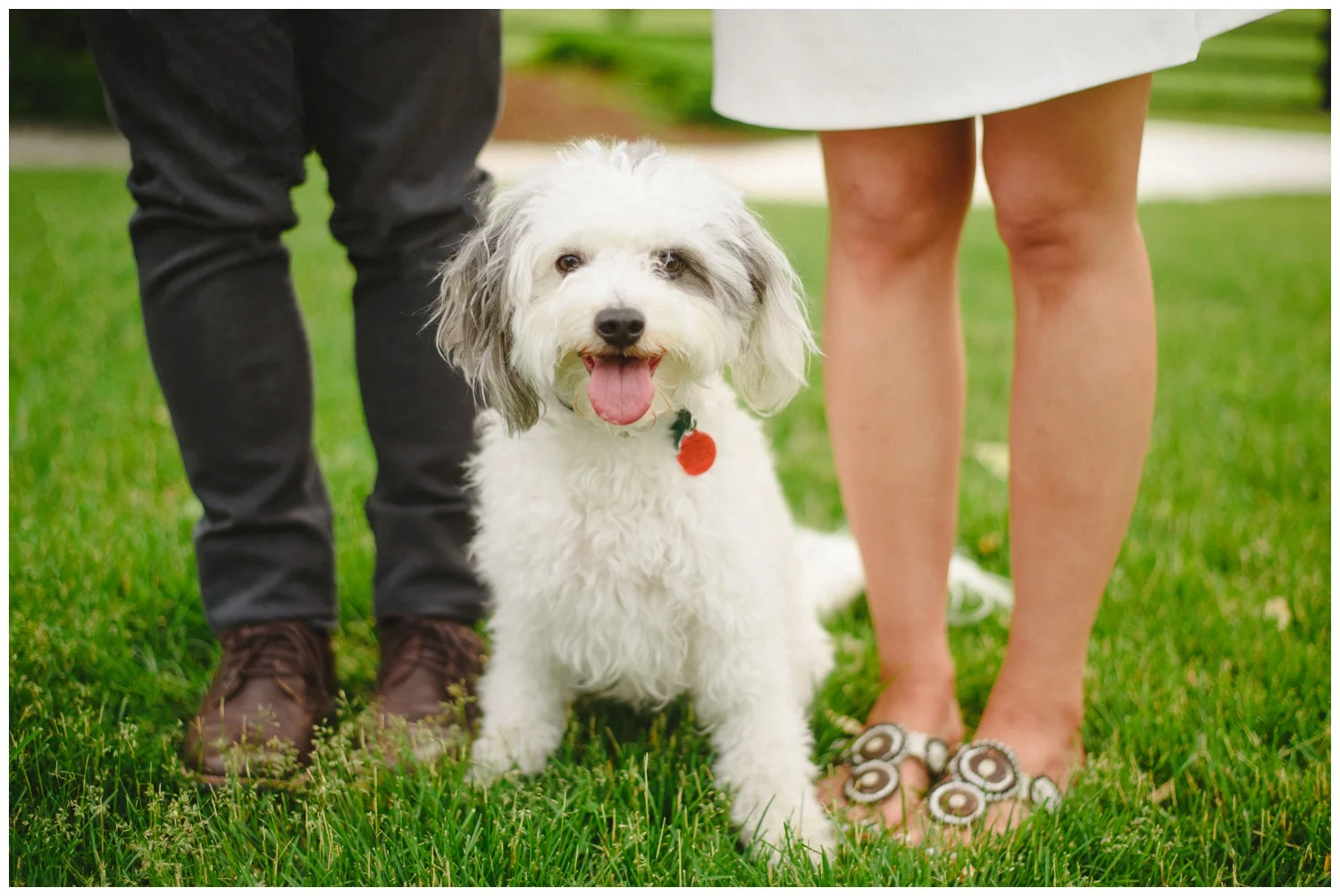 Dog Tales Engagement Session Toronto and Newmarket wedding and engagement photographer