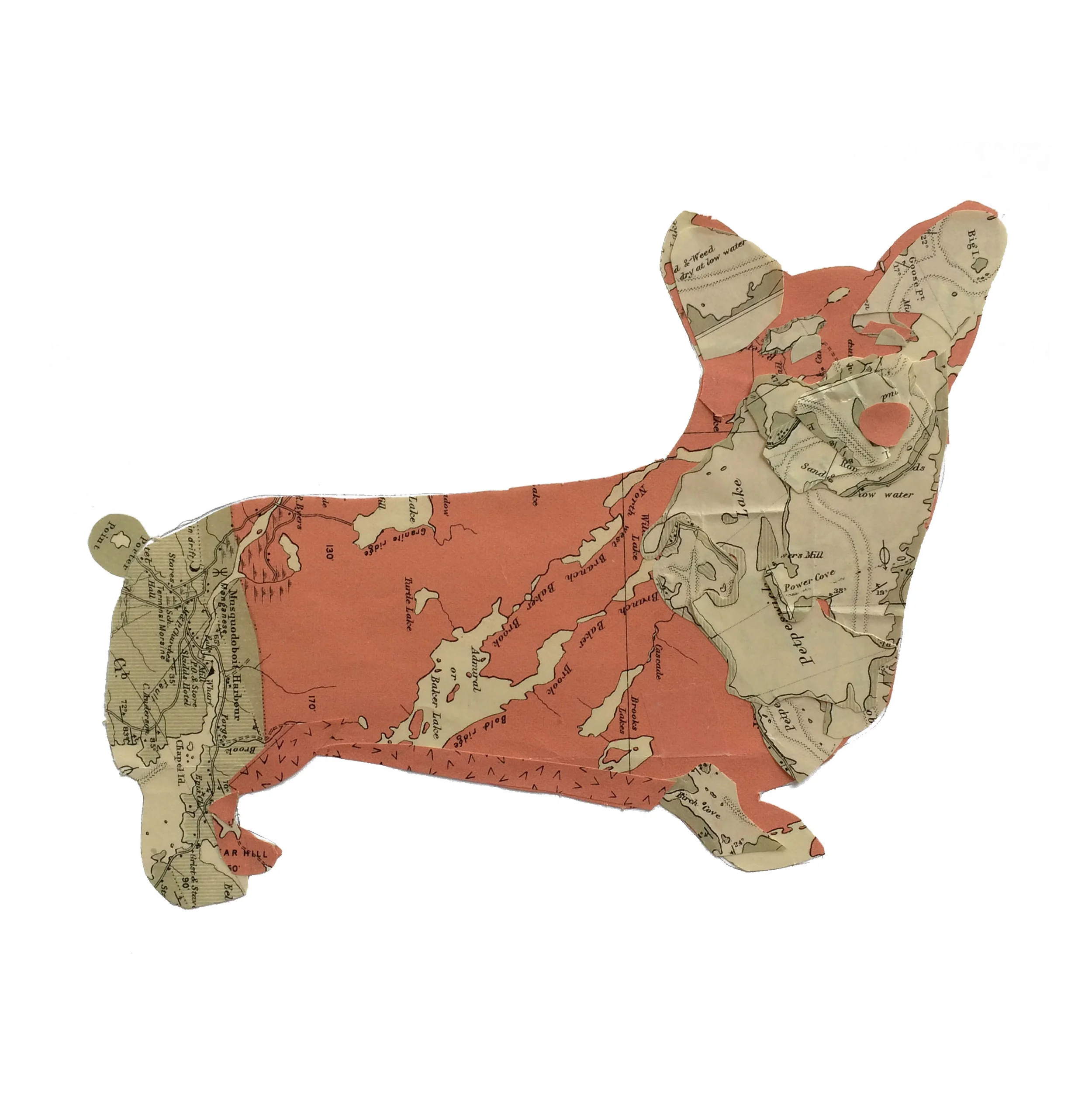 corgi.jpg