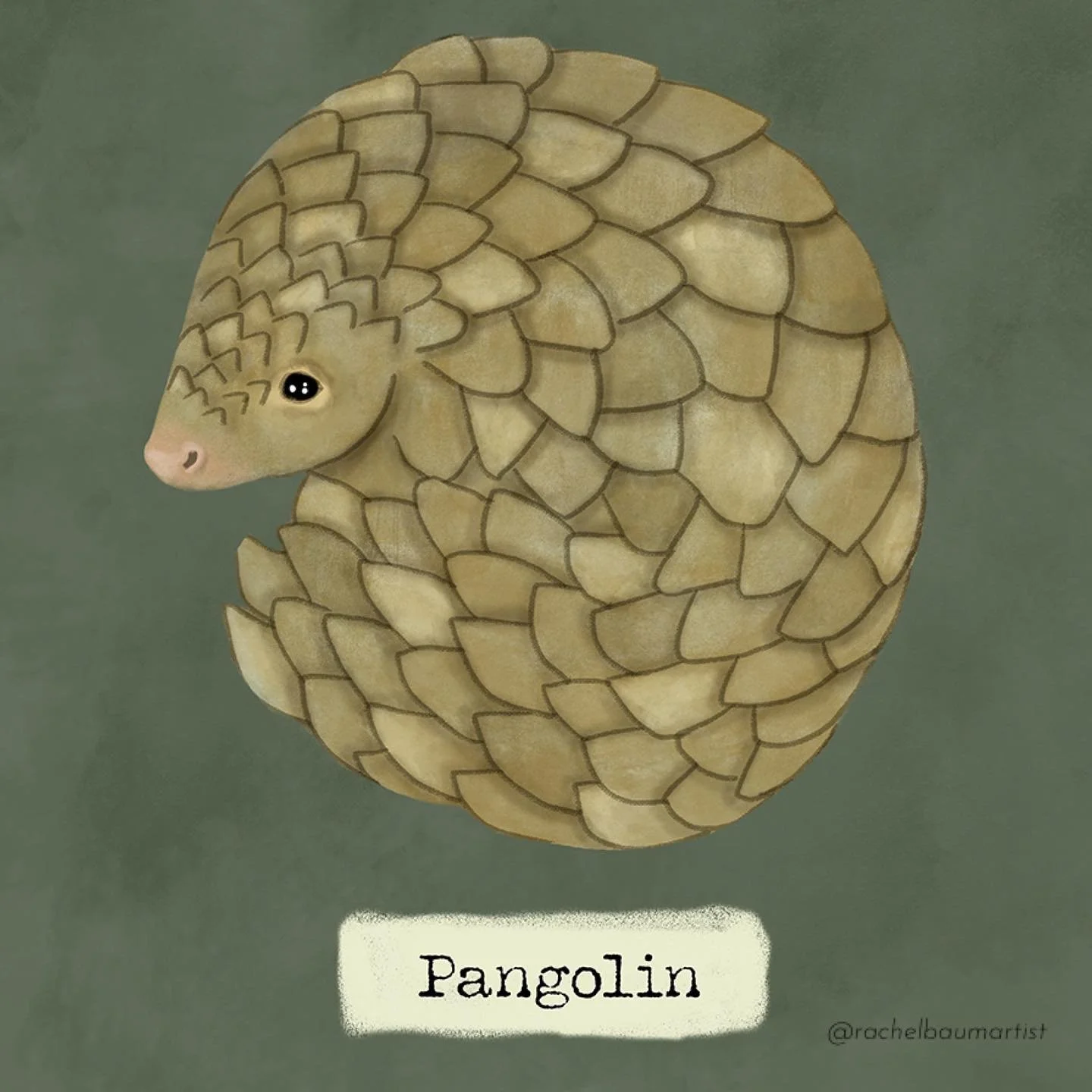 Pangolin. Cute. Endangered. The most trafficked animal in the world 😓. 
⁣
⁣
⁣
⁣
⁣
⁣
#pangolins #endangeredspecies #endangeredanimals #stopeatingpangolins #cuteanimals #illustration #folkart #defensive #cuteillustration #cuteanimalillustration #photo