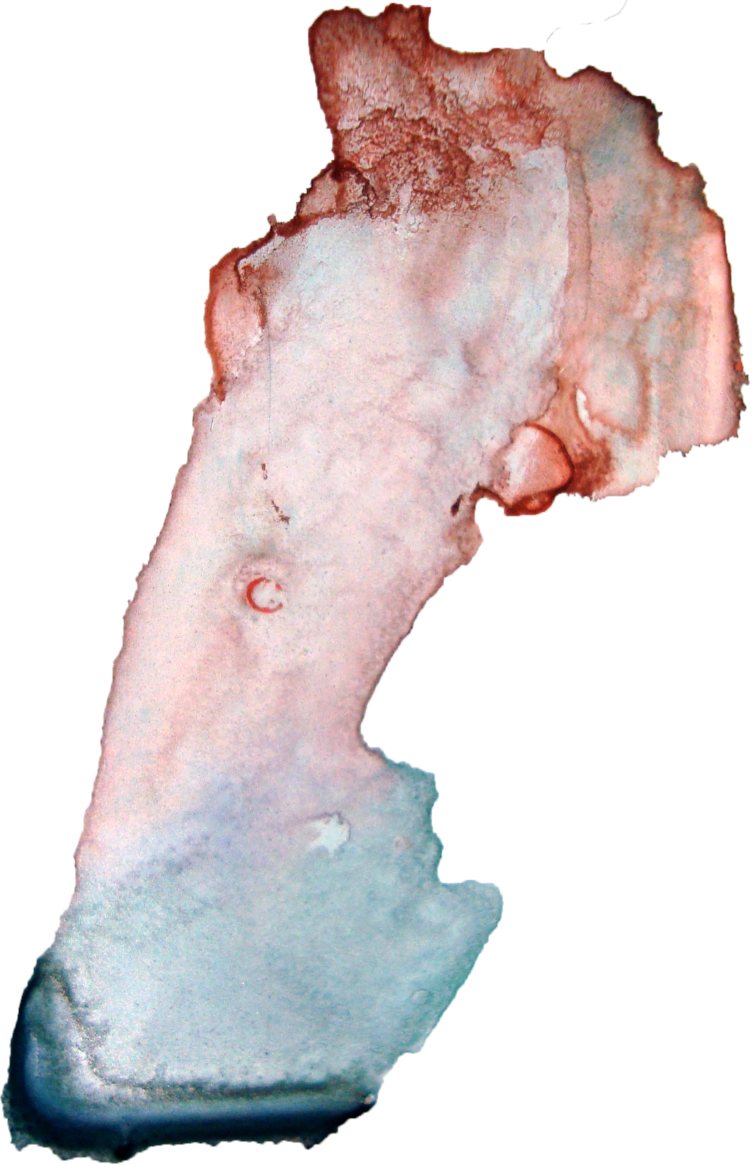 A piece of raw, cooked bacon with a crispy, browned edge.