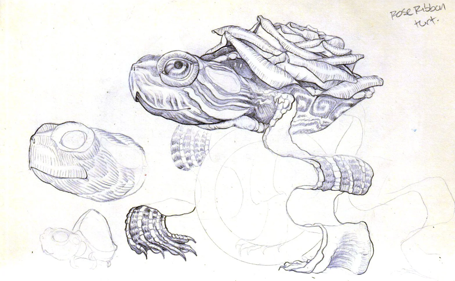 Sketch of a chameleon with its body covered in curled leaves, and other parts of the chameleon and a shell in progress. Handwritten note says 'Pose Ribbon tut.'