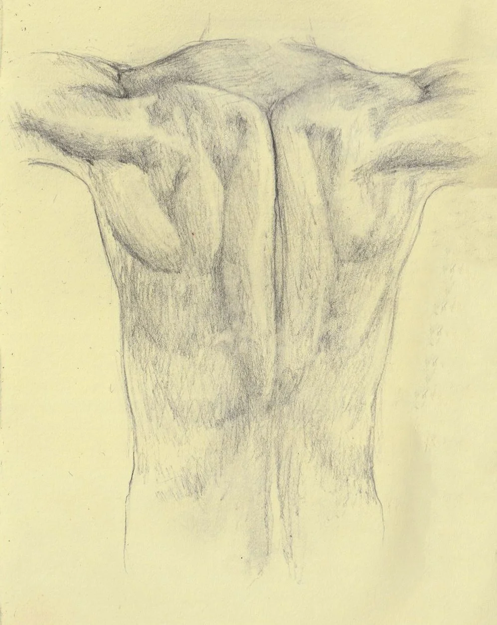 Pencil sketch of a muscular human back and shoulders with detailed shading.