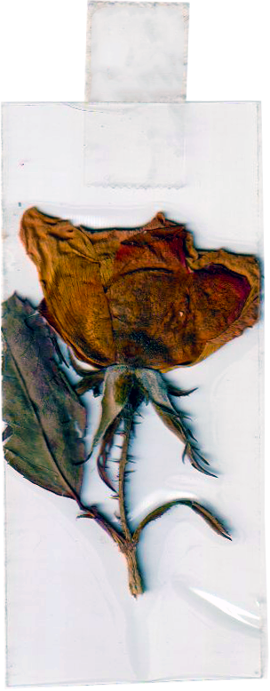 Pressed, dried rose flower with brown, wilted petals and a green leaf, mounted on a white background.